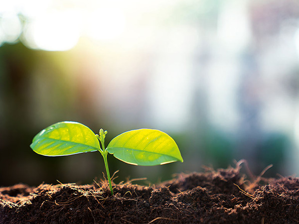 Сталий розвиток