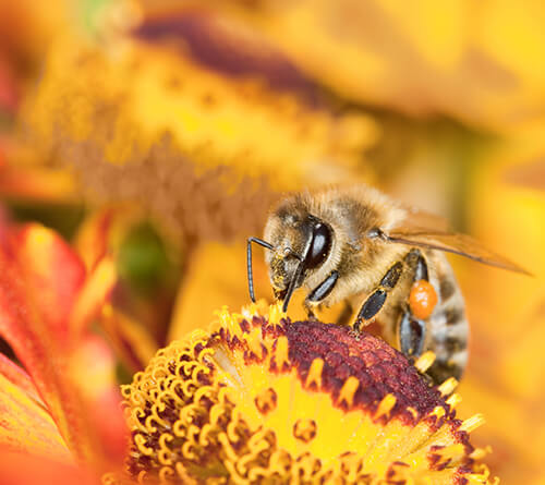 Спроєктовано природою