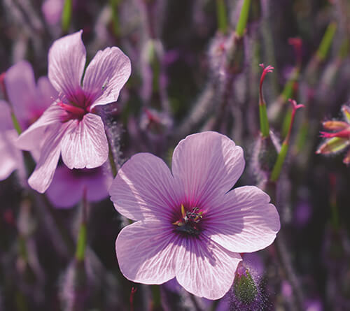 Трендові кольори 2022 - 